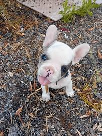 Bulldog francese