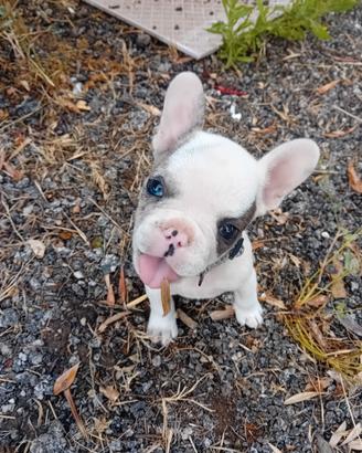 Bulldog francese