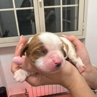 Cuccioli maschi Cavalier King