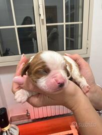 Cuccioli maschi Cavalier King