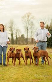 Cuccioli di famiglia Rhodesian Ridgeback