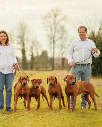 Cuccioli di famiglia Rhodesian Ridgeback