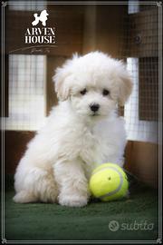 Barboncino. bianco nano toy