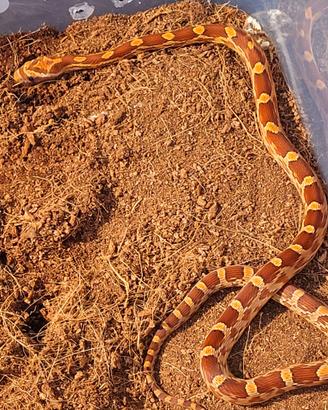 2 femmine di serpenti del grano + tappeti riscalda