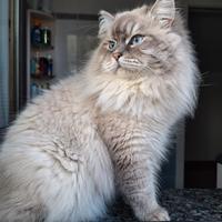 Gatto siberiano di 2 anni
