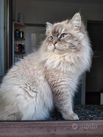 Gatto siberiano di 2 anni