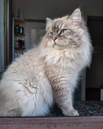 Gatto siberiano di 2 anni