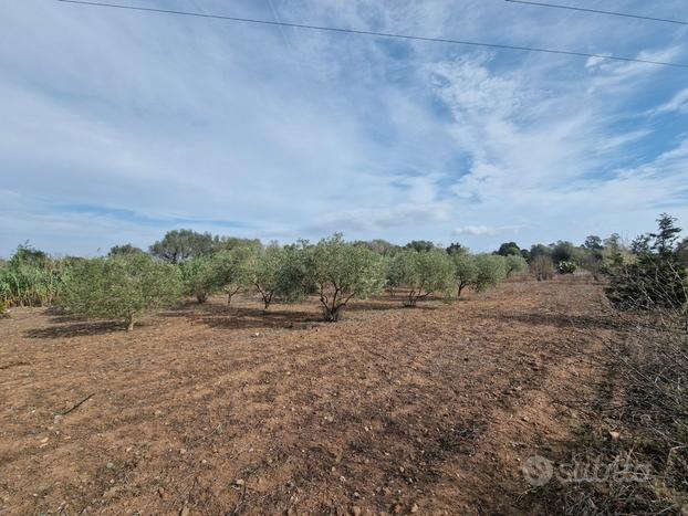 Lotto agricolo recintato e piantumato