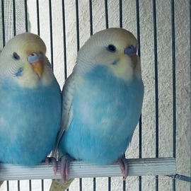 Coco di un mesetto circa