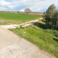 Terreno con oliveto rif.0121