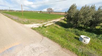 Terreno con oliveto rif.0121