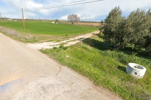 Terreno con oliveto rif.0121