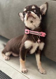 Femminuccia chihuahua