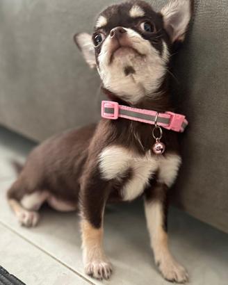 Femminuccia chihuahua