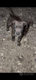 pitbull