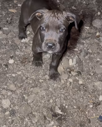 pitbull