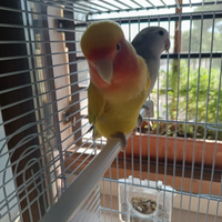 Inseparabili