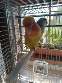 Inseparabili