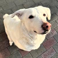 Genna cagnolina meticcia