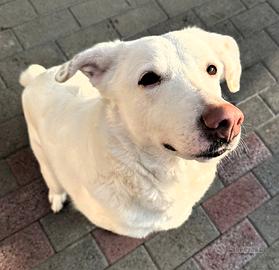 Genna cagnolina meticcia