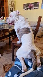 Cucciolo American Bully disponibile per monta