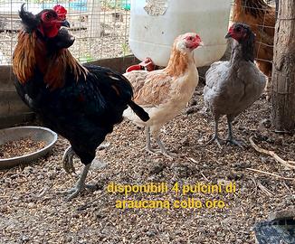 Pulcini araucana collo oro uova azzurre