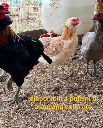 Pulcini araucana collo oro uova azzurre