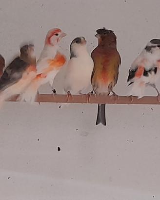 Uccelli