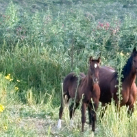 Puledro paint con documenti apa e americani
