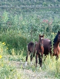 Puledro paint con documenti apa e americani