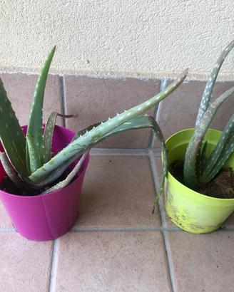 Piante aloe vera