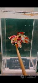 Betta Splendens