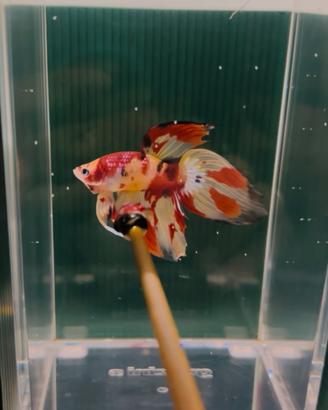 Betta Splendens