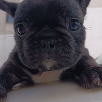 Bulldog francese Maschio