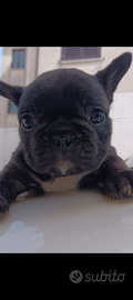 Bulldog francese Maschio