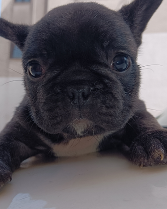 Bulldog francese Maschio