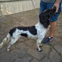 Incrocio setter breton