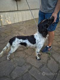 Incrocio setter breton