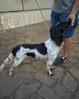 Incrocio setter breton
