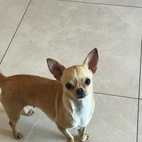 Chihuahua femmina 4 anni pelo corto