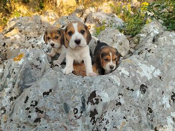 Cuccioli di Beagle