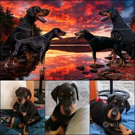 Cucciolo Dobermann Alta Genealogia con Pedigree