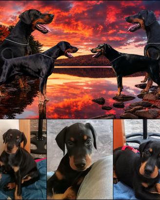 Cucciolo Dobermann Alta Genealogia con Pedigree