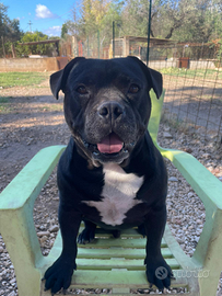 Una casa per Piccolo Giò