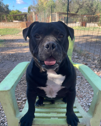 Una casa per Piccolo Giò