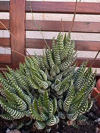 Haworthia  pianta grassa succulenta
