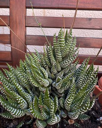 Haworthia  pianta grassa succulenta