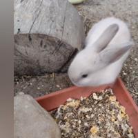 Coniglio ariete nano