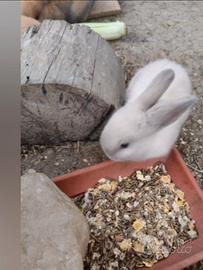 Coniglio ariete nano