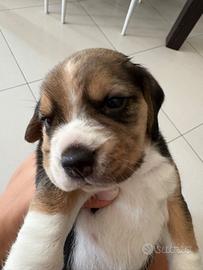 Beagle